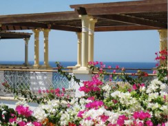 Египет. Шарм-эль-Шейх. Цветущий гибискус. Египет. Шарм-эль-Шейх. Цветущий гибискус.