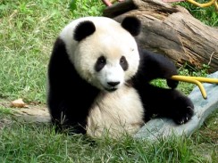 Панда в Пекинском зоопарке. Китай Панда в Пекинском зоопарке. Китай